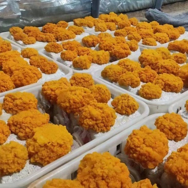 食用菌#金耳菌包，本厂生产，量大从优！全国发货
