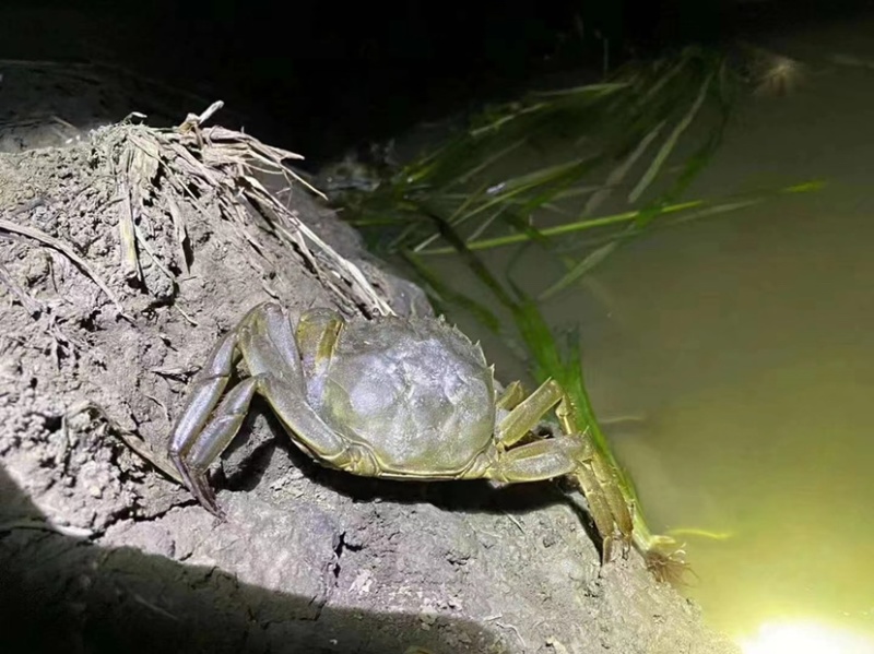 江苏兴化精品红膏大闸蟹，基地直发，全国发货。