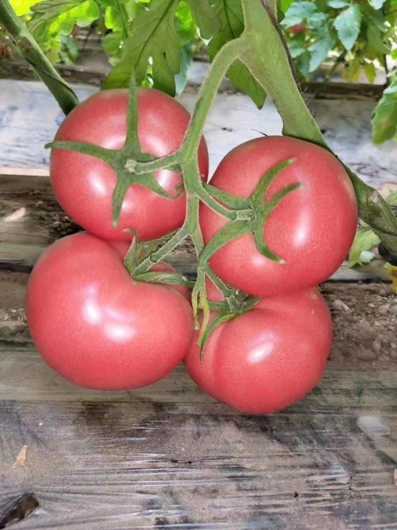 精品西红柿湖北西红市翻茄可视频看货保质保量