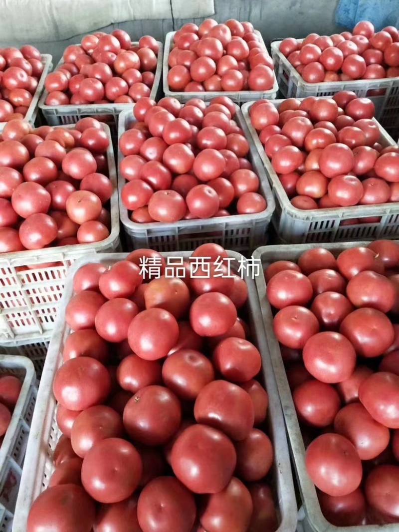 精品西红柿湖北西红市翻茄可视频看货保质保量