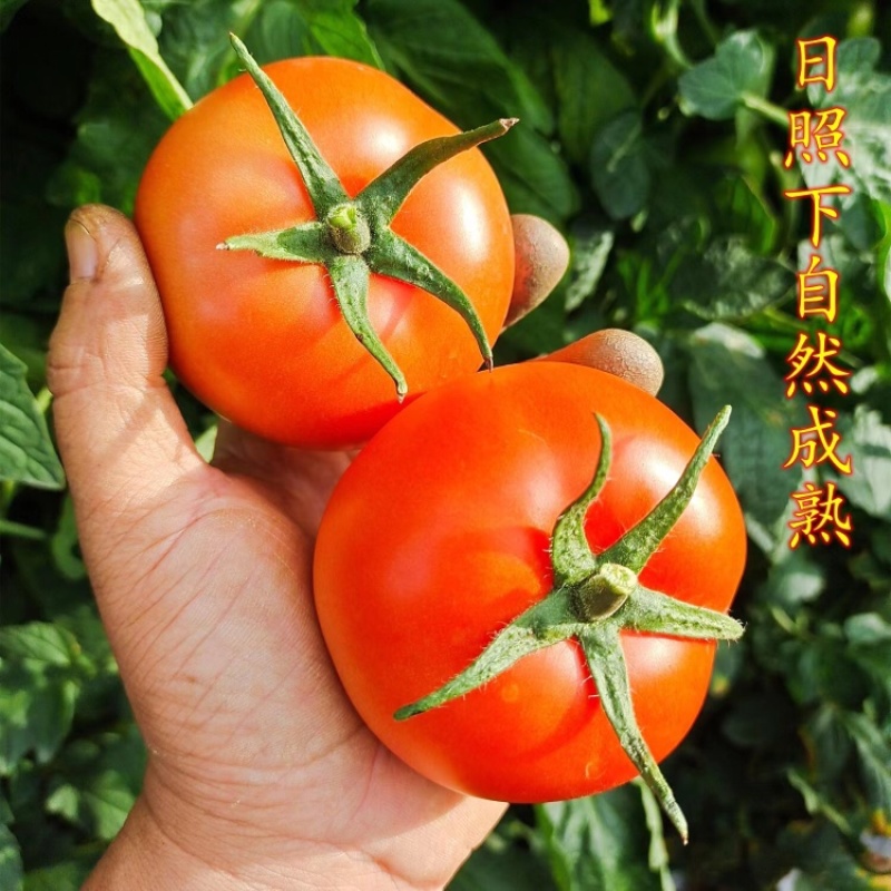 西红柿，大红，硬粉西红柿大量供应，品质好，价格优惠。