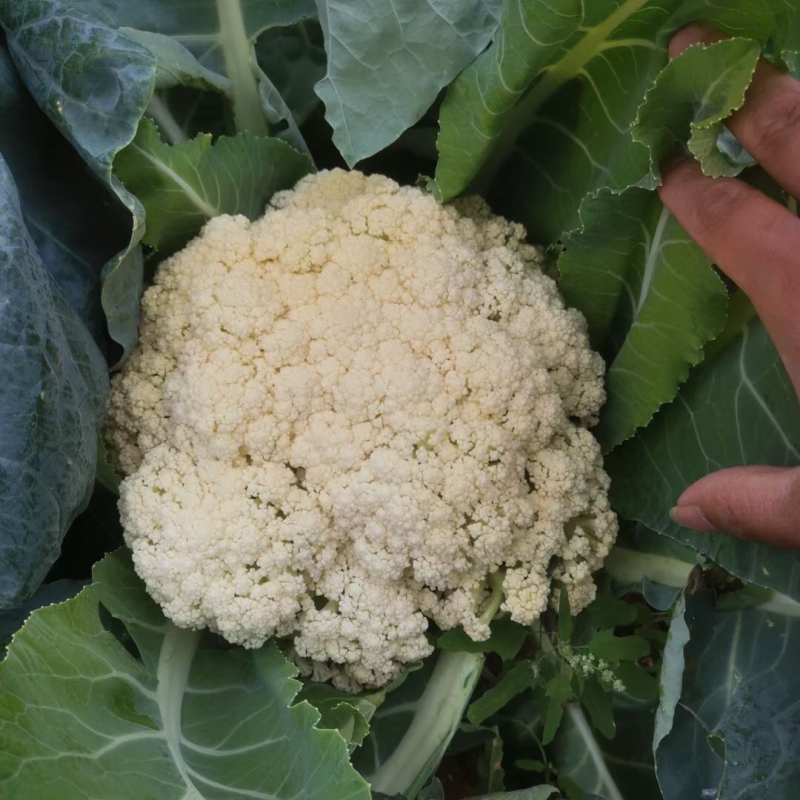 花菜，松花菜大量上市了，保质保量，诚信经营。