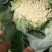 花菜，松花菜大量上市了，保质保量，诚信经营。