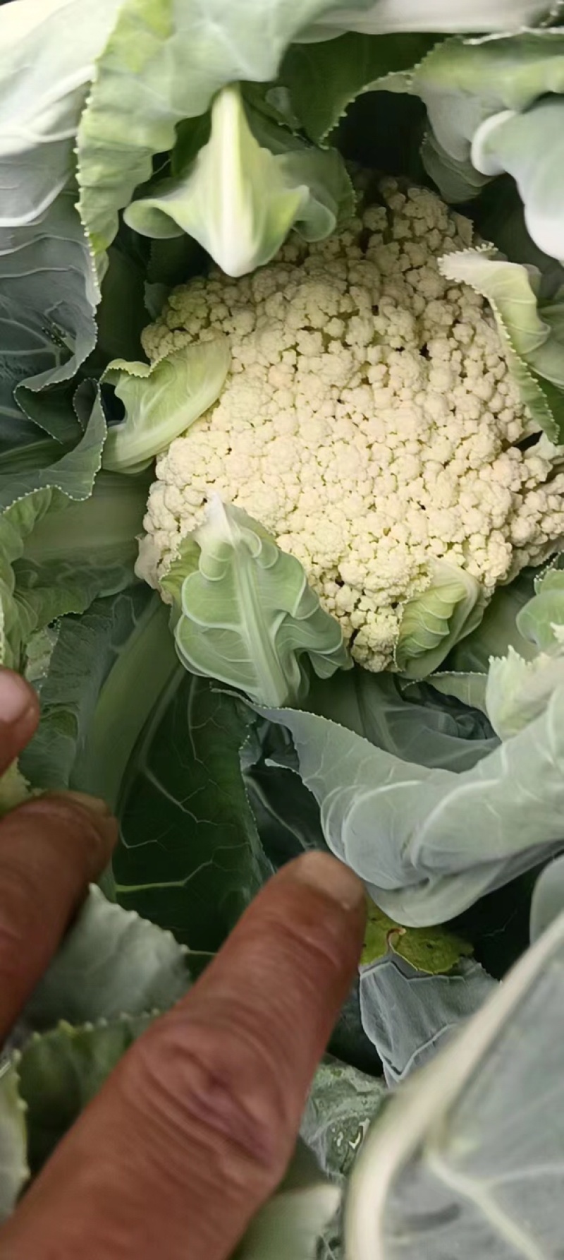 花菜，松花菜大量上市了，保质保量，诚信经营。