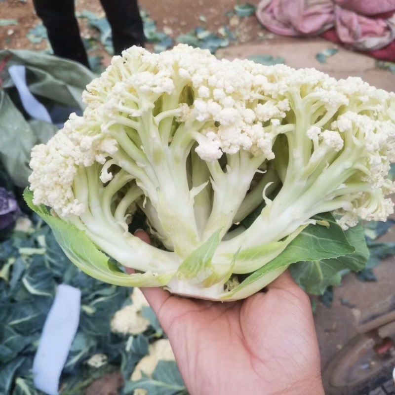 花菜，松花菜大量上市了，保质保量，诚信经营。