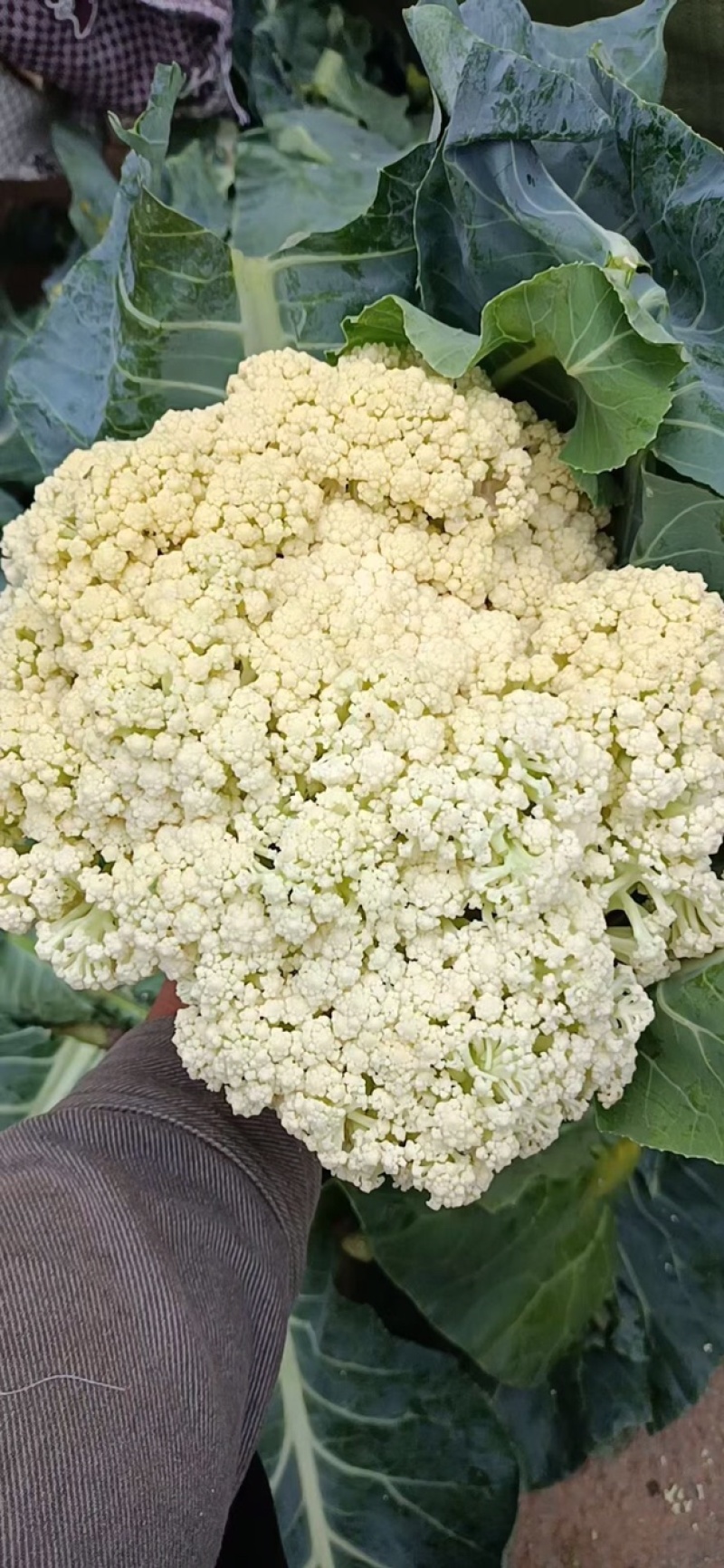 花菜，松花菜大量上市了，保质保量，诚信经营。