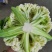 花菜，松花菜大量上市了，保质保量，诚信经营。