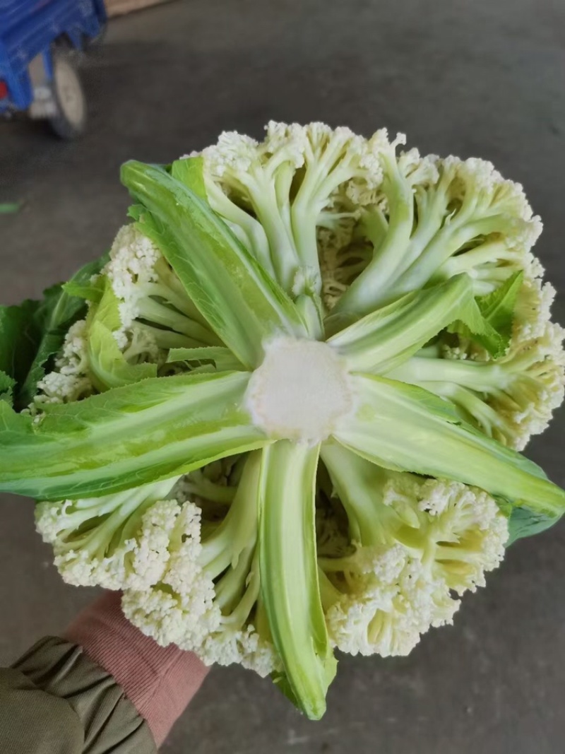花菜，松花菜大量上市了，保质保量，诚信经营。