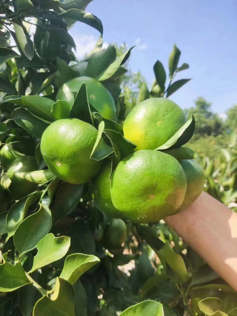 湖北宜昌特早蜜橘自家种植皮薄肉甜保质保量看货论价