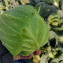 甘兰