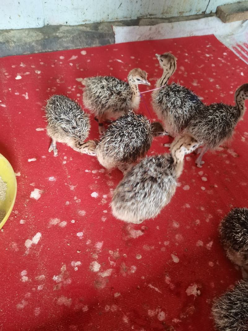 鸵鸟苗大量出售各阶段现货要的可视频挑选