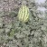 甘肃靖远西瓜大量现货