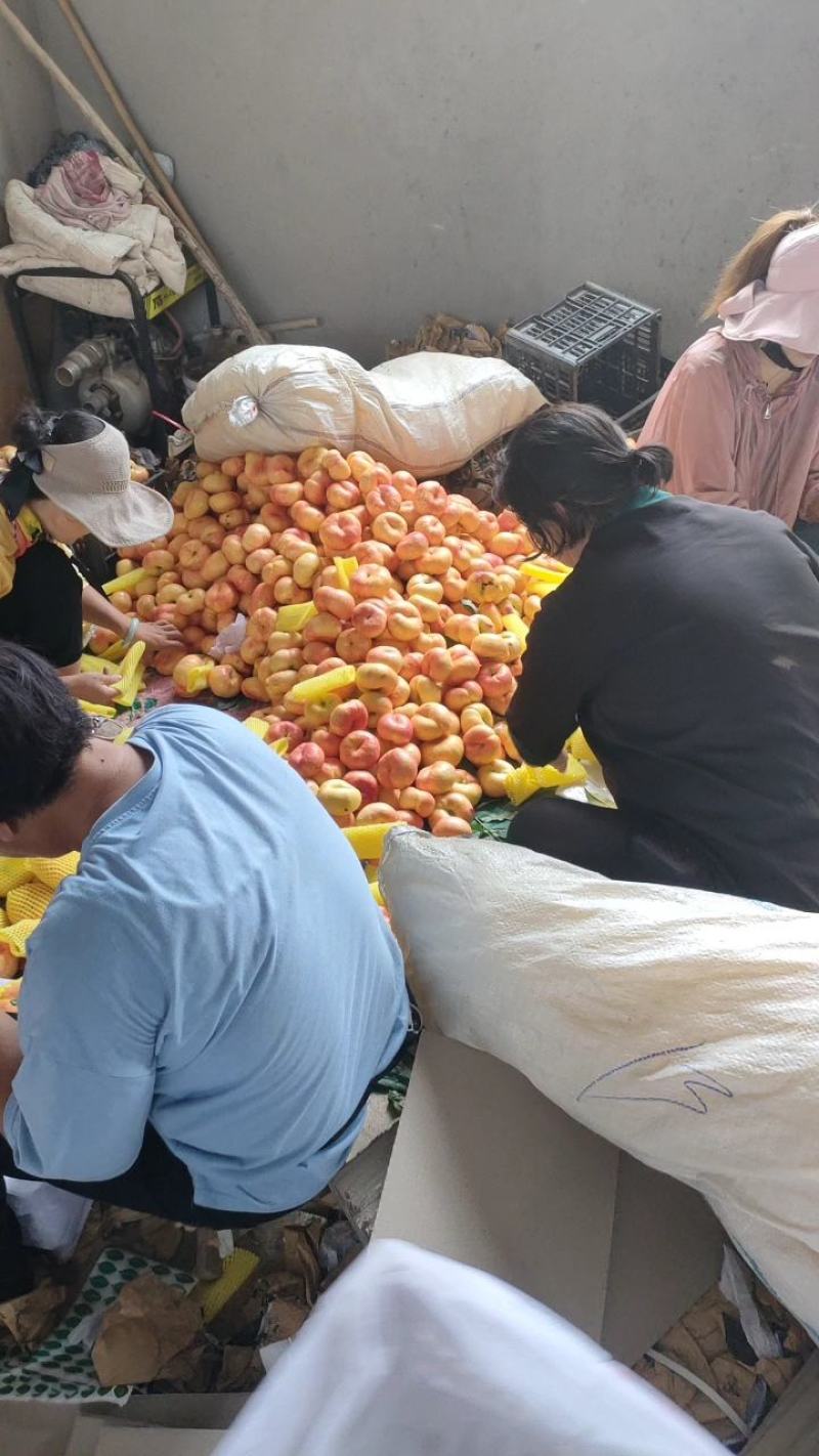 油蟠九黄桃各种桃李子干核李子红油桃