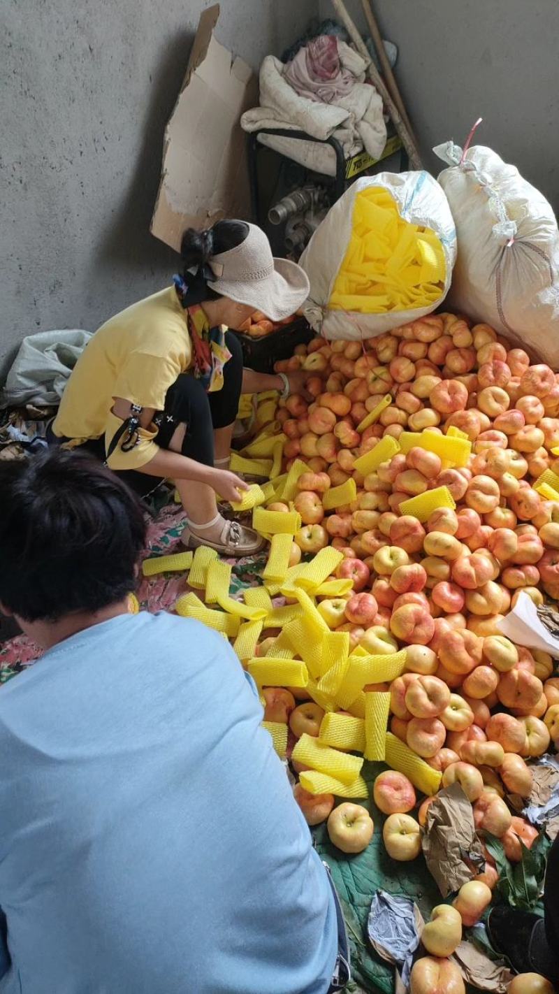 油蟠九黄桃各种桃李子干核李子红油桃