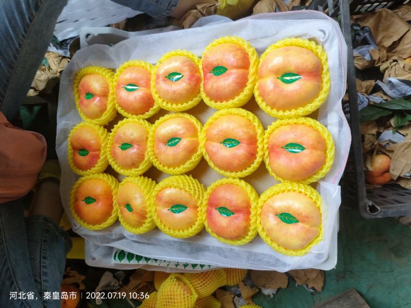 油蟠九黄桃各种桃李子干核李子红油桃