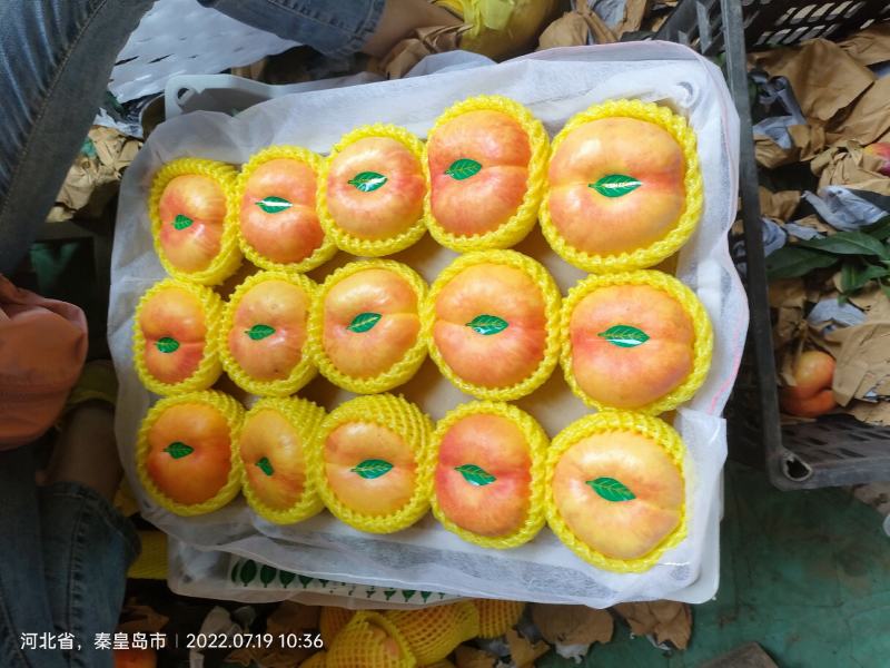 油蟠九黄桃各种桃李子干核李子红油桃
