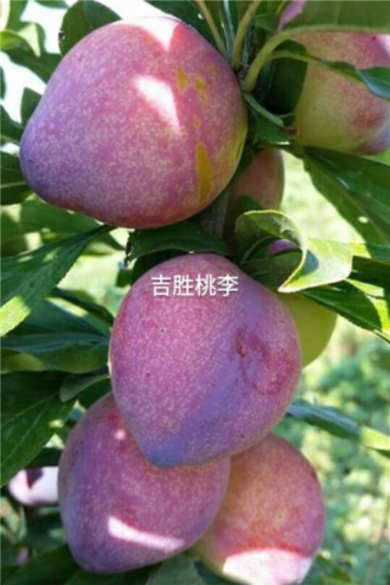 吉胜李子