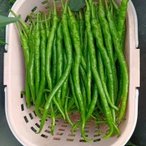 精品辣椒二荆条