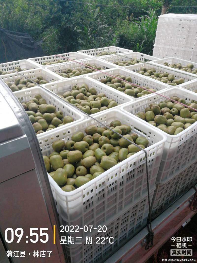 精品蒲江红心猕猴支持一件代发团购整车直播欢迎联系
