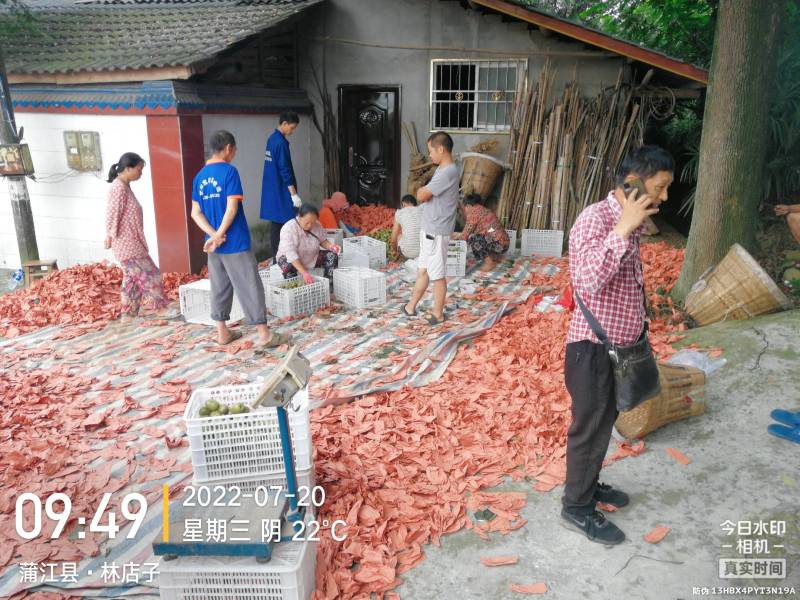 精品蒲江红心猕猴支持一件代发团购整车直播欢迎联系