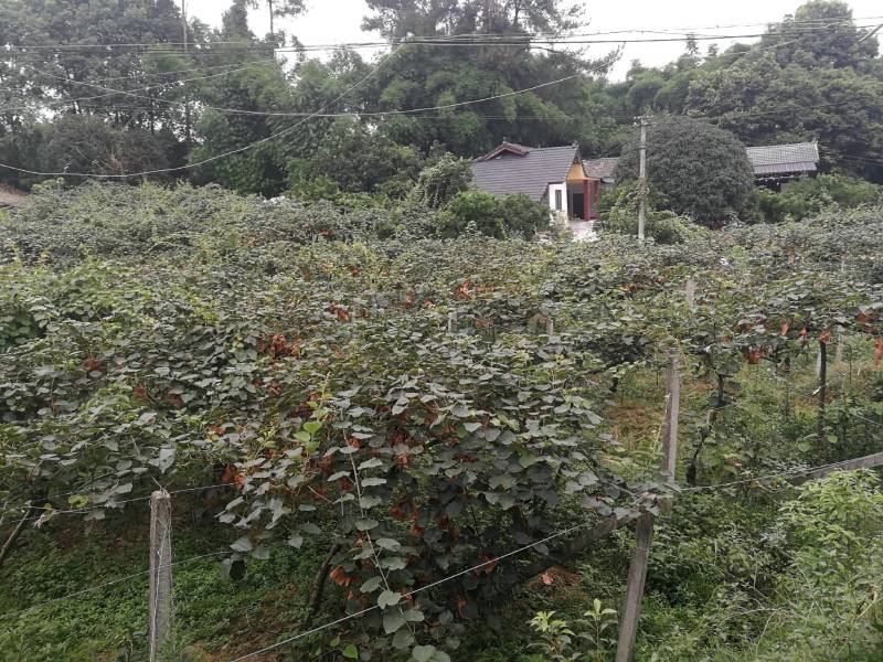 精品蒲江红心猕猴支持一件代发团购整车直播欢迎联系