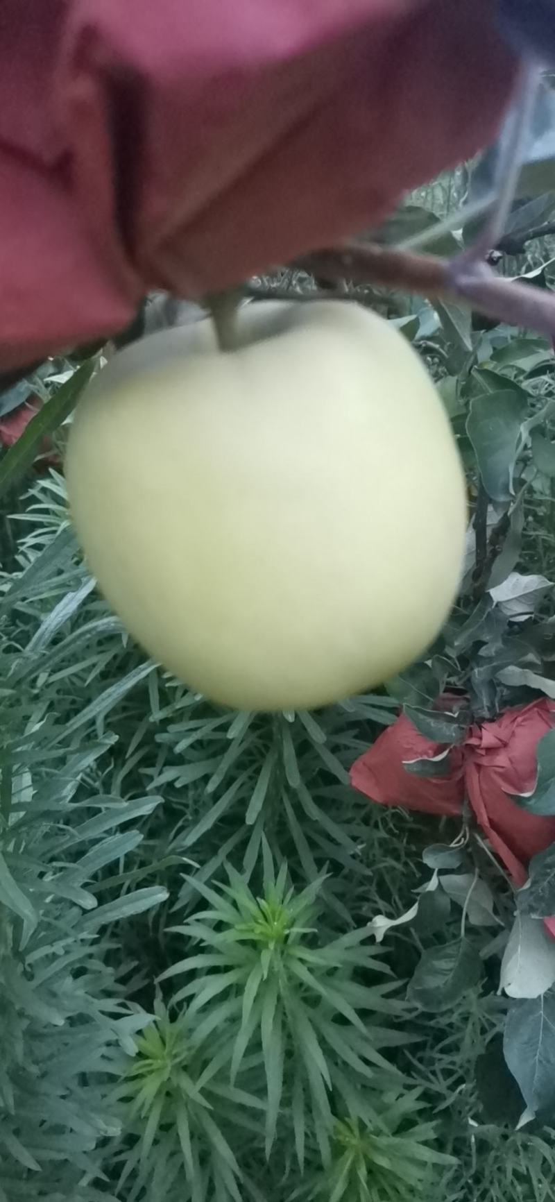套袋华硕