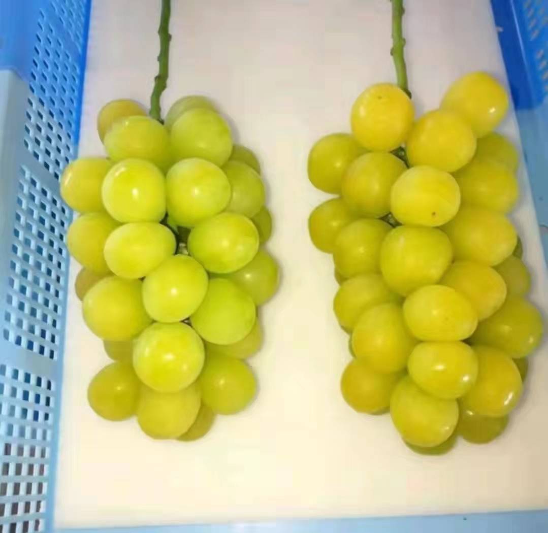阳光玫瑰葡萄与普通葡萄对比图