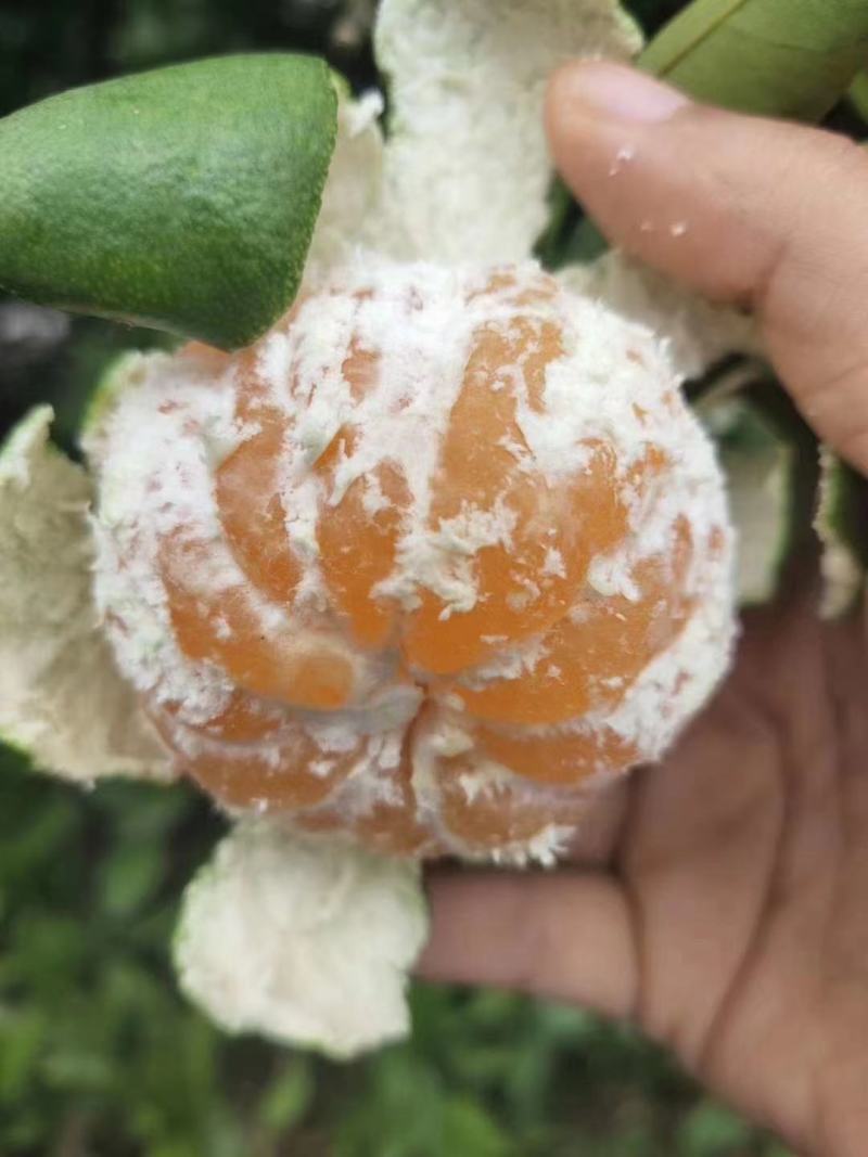 湖北宜昌特早蜜橘自家种植皮薄肉甜保质保量看货论价