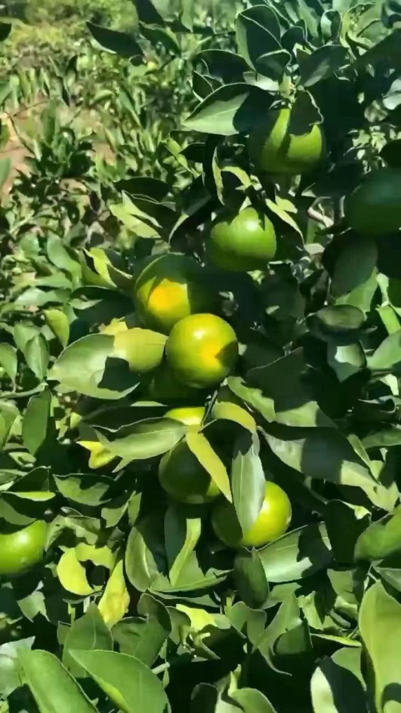 湖北宜昌特早蜜橘自家种植皮薄肉甜保质保量看货论价
