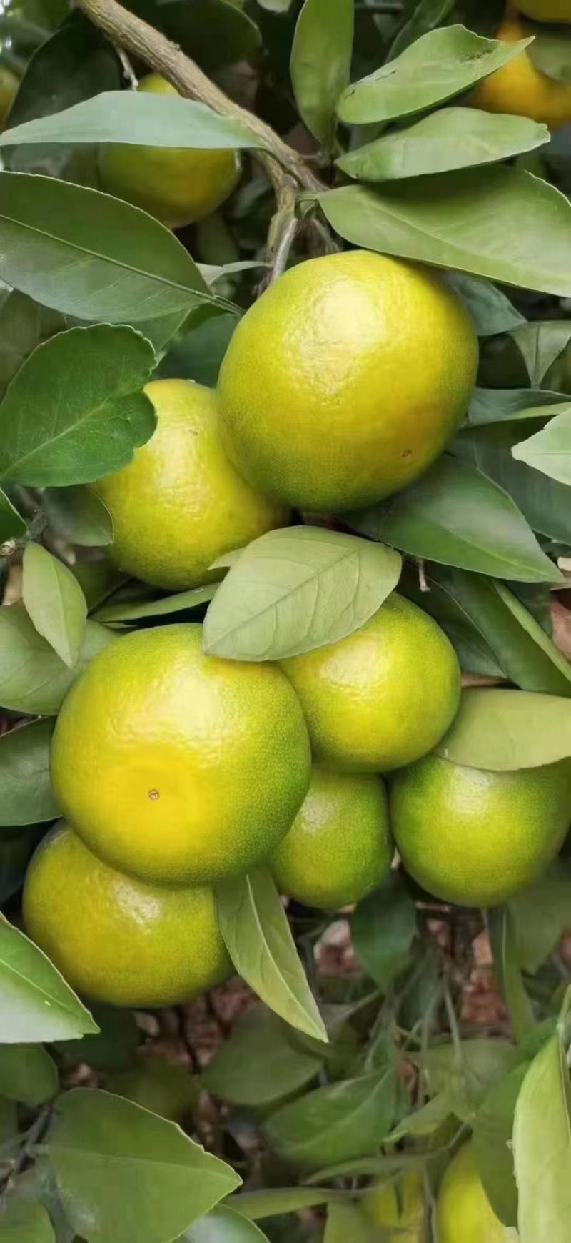 湖北宜昌特早蜜橘自家种植皮薄肉甜保质保量看货论价