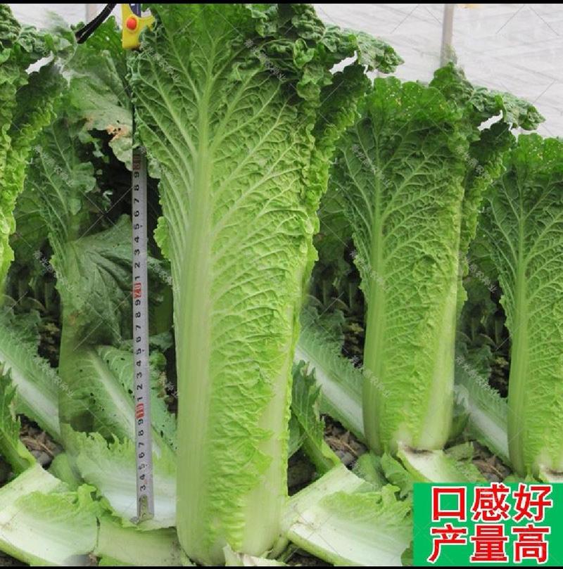 天津绿青口大白菜种子种籽青麻叶秋季菜籽四季冬季蔬