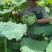 再不买就要过季了！新鲜水果莲蓬！拼手速！