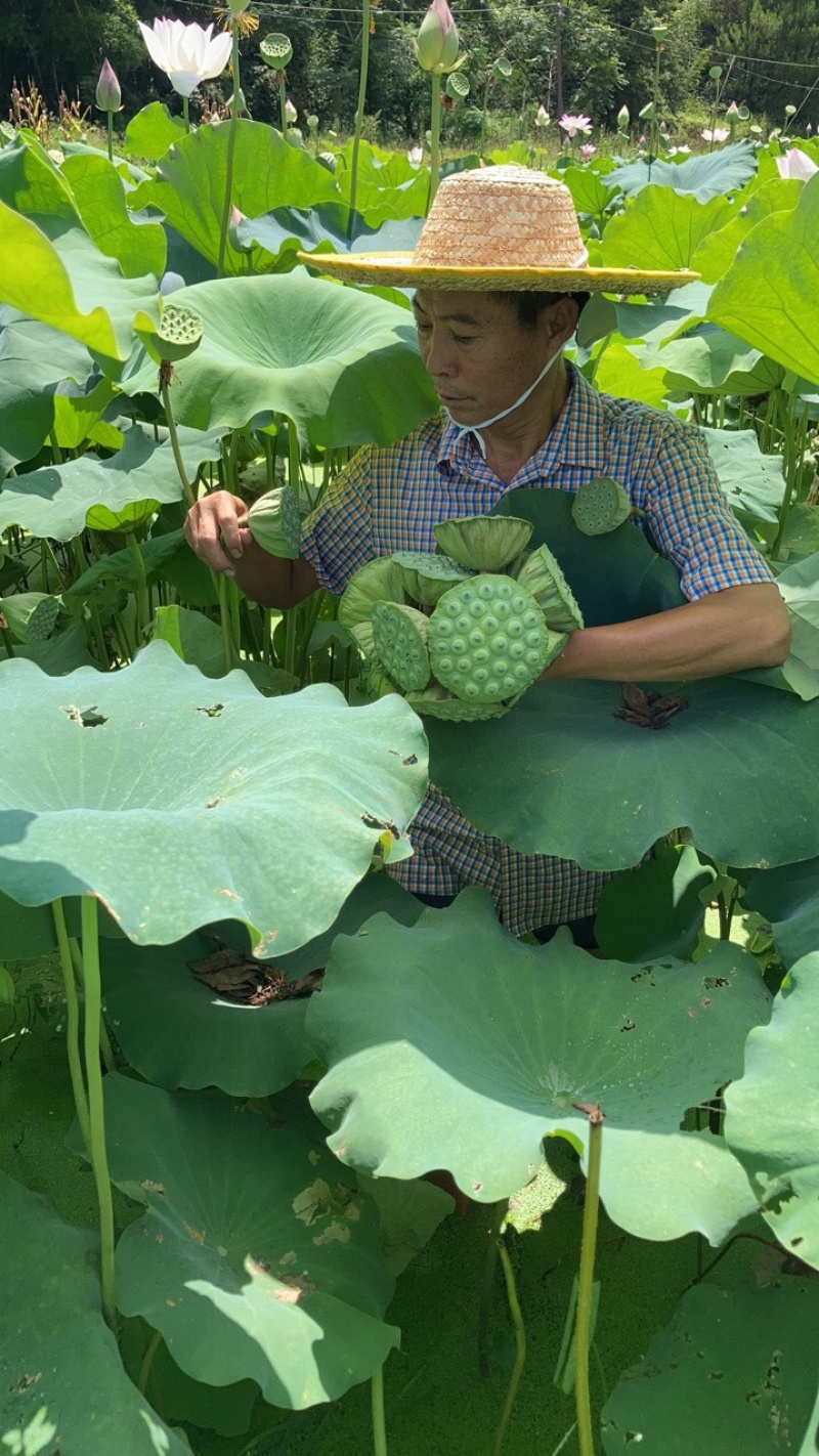 23年新鲜水果嫩莲蓬基地直采直发爽脆清甜