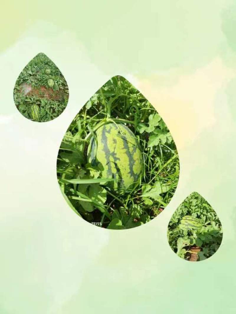 六盘水六枝特区木岗镇西瓜