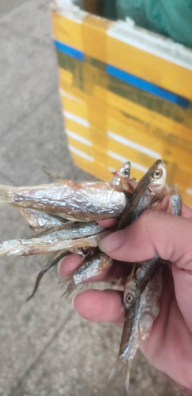 油炸开肚白肖鱼油炸