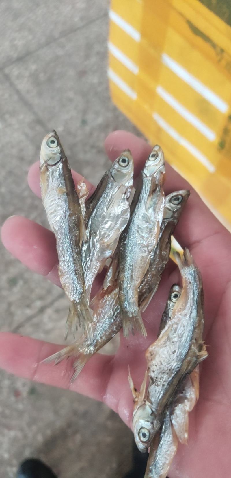油炸开肚白肖鱼油炸