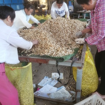 河南开封万隆乡沙土地大白沙鲜花生工人手选果