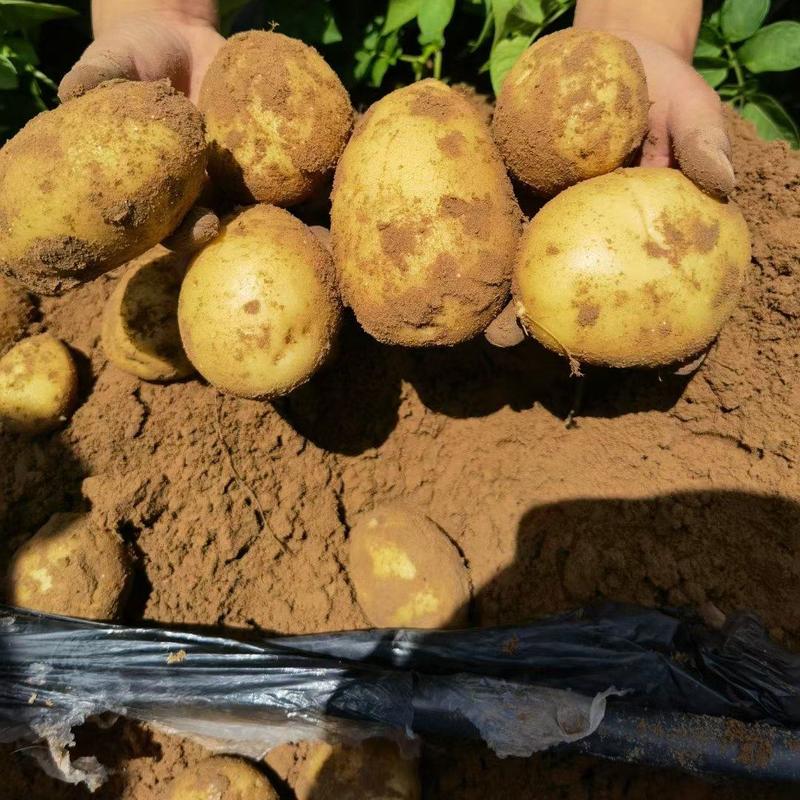 V7土豆大量上市中，纯沙土地货品，品质保证！榆林沙漠土豆