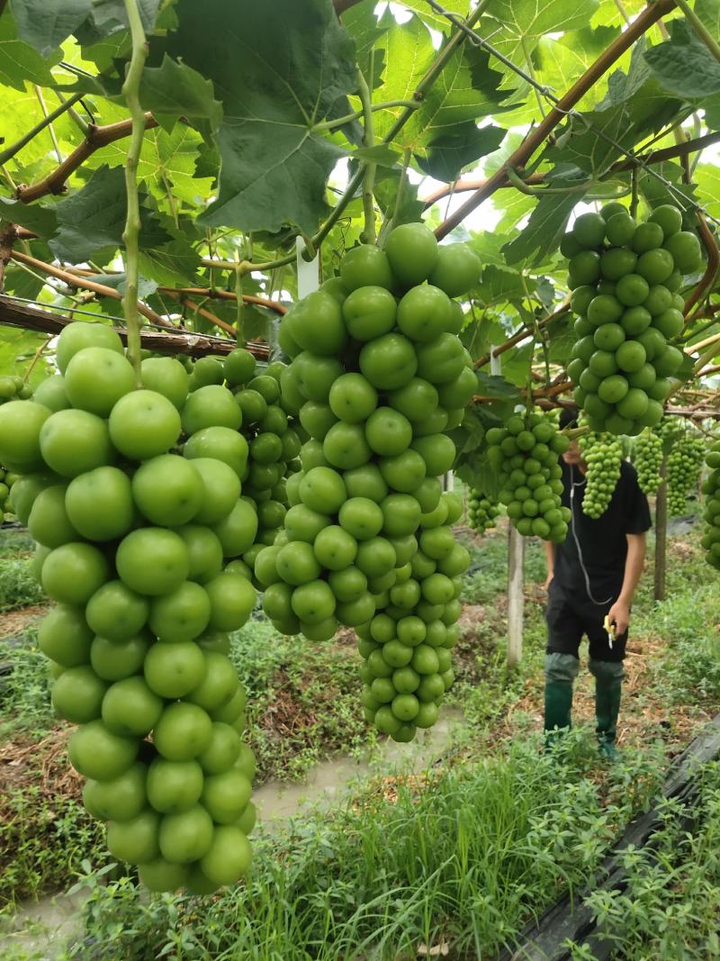 精品晴王，，高货，，包园价可以谈