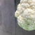 兰州精品有机松花