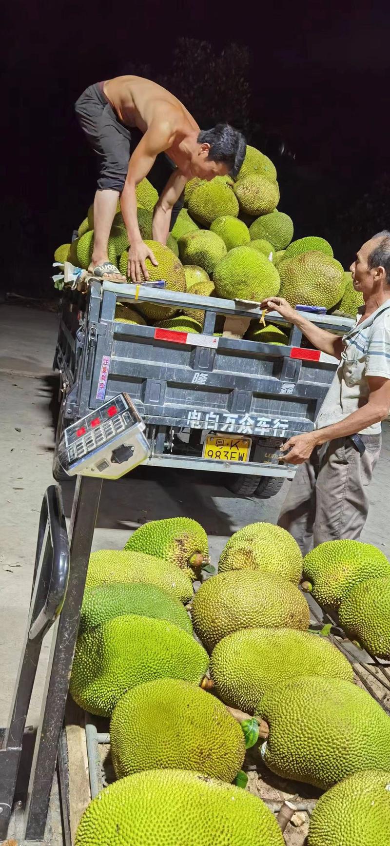 【精选】菠萝蜜大量上市，基地直供，一手货源！