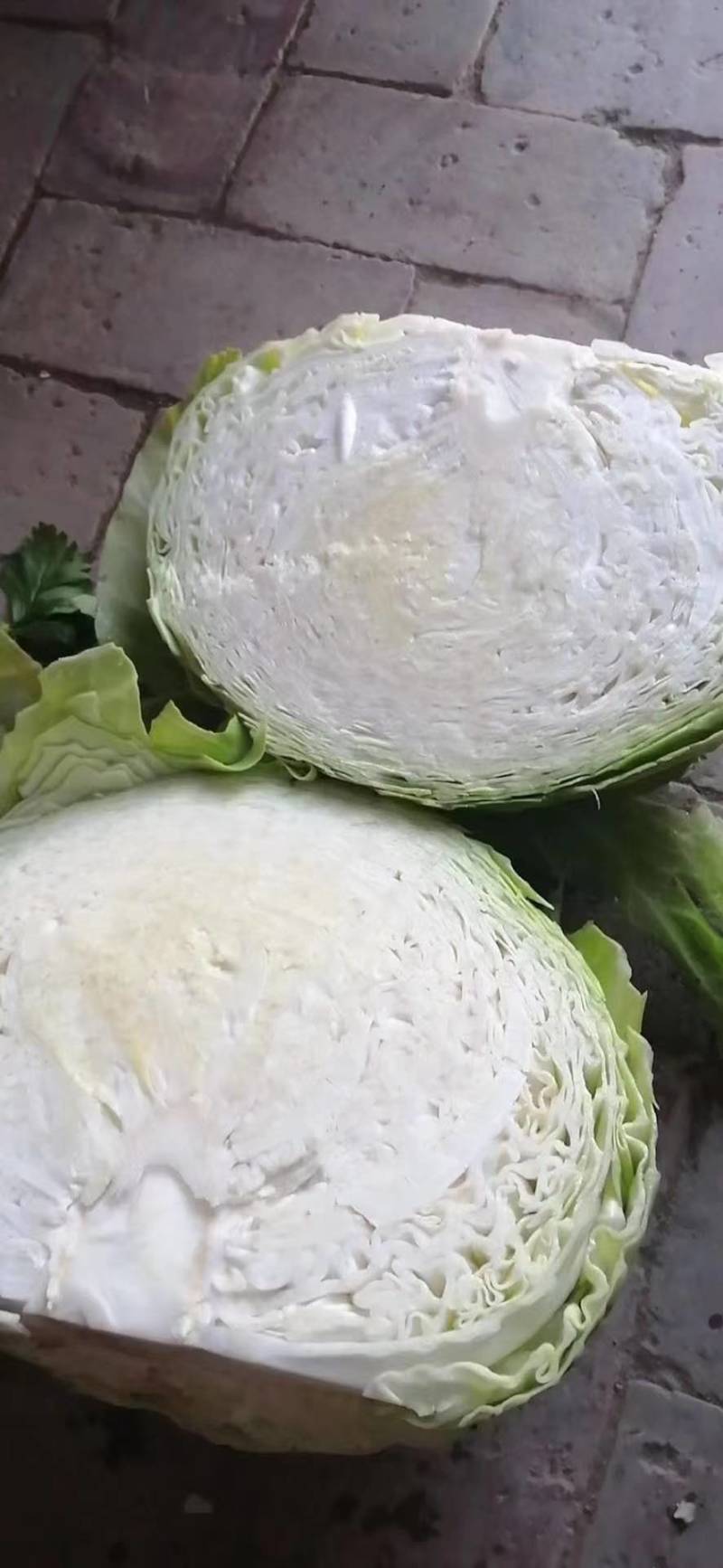 工厂包菜，大个甘蓝，出菜率高，价格便宜，耐运输，饺子厂