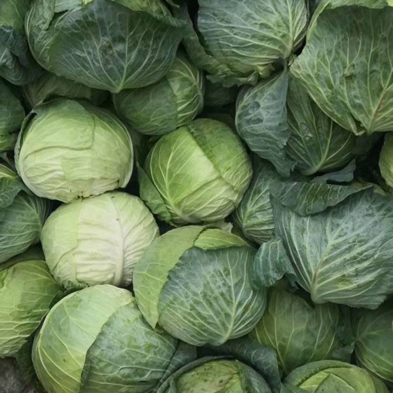 工厂包菜，大个甘蓝，出菜率高，价格便宜，耐运输，饺子厂