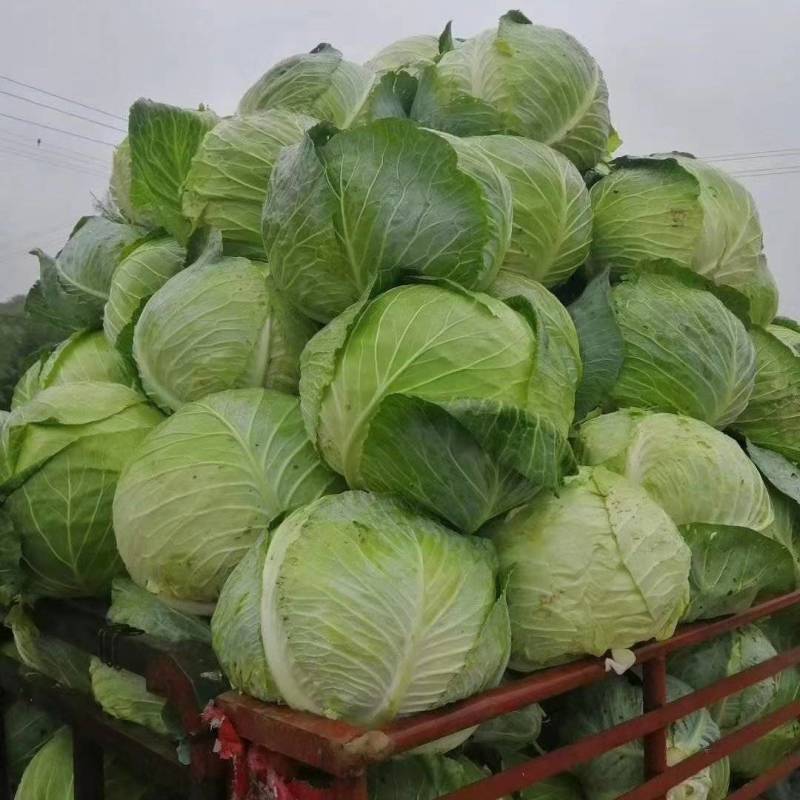 工厂包菜，大个甘蓝，出菜率高，价格便宜，耐运输，饺子厂
