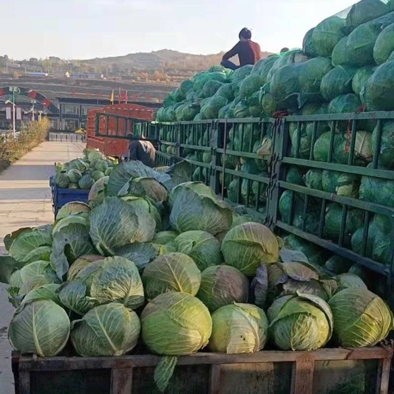 工厂包菜，大个甘蓝，出菜率高，价格便宜，耐运输，饺子厂