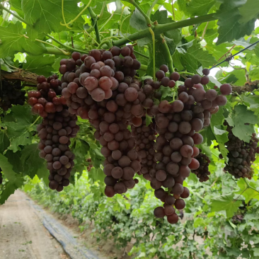 新疆玻璃碎葡萄，无核，