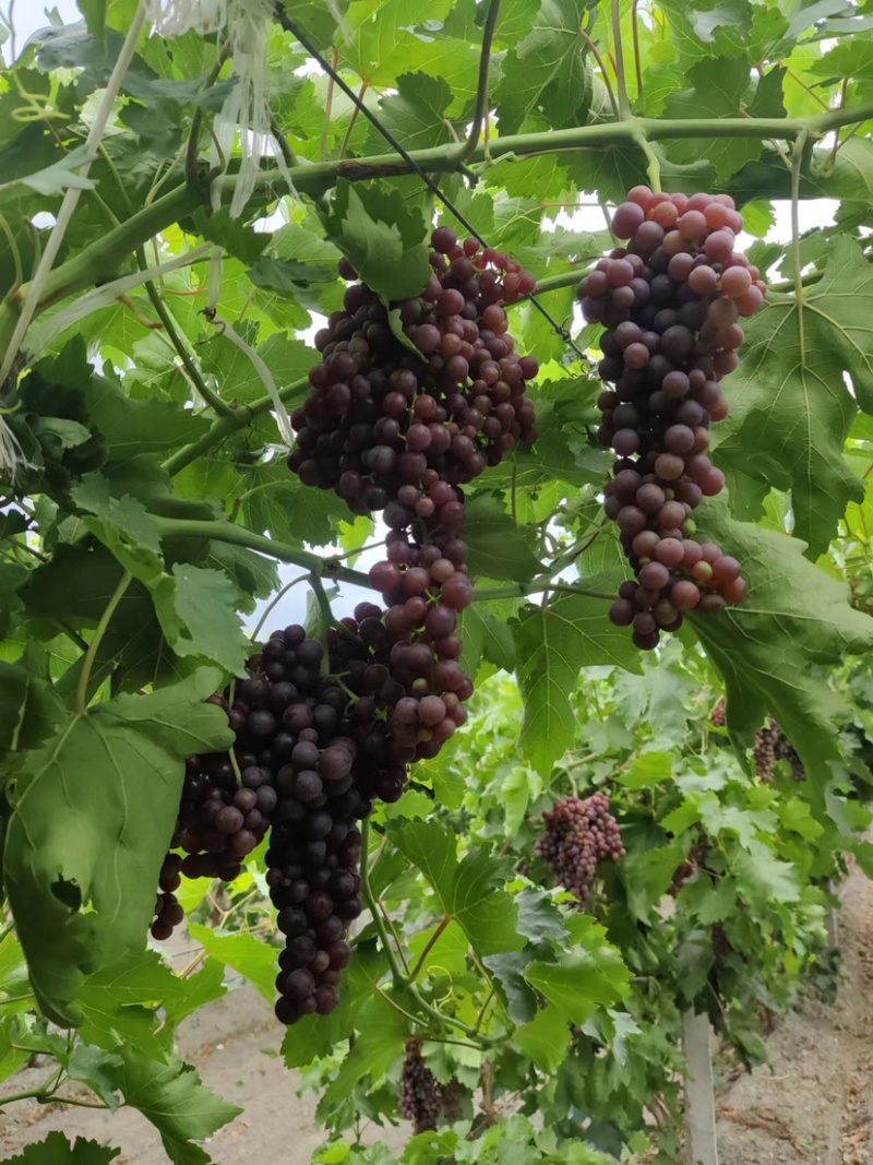 新疆玻璃碎葡萄，无核，