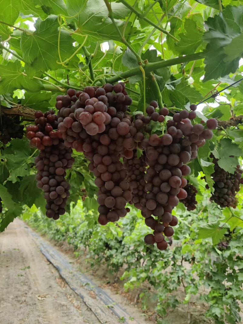 新疆玻璃碎葡萄，无核，