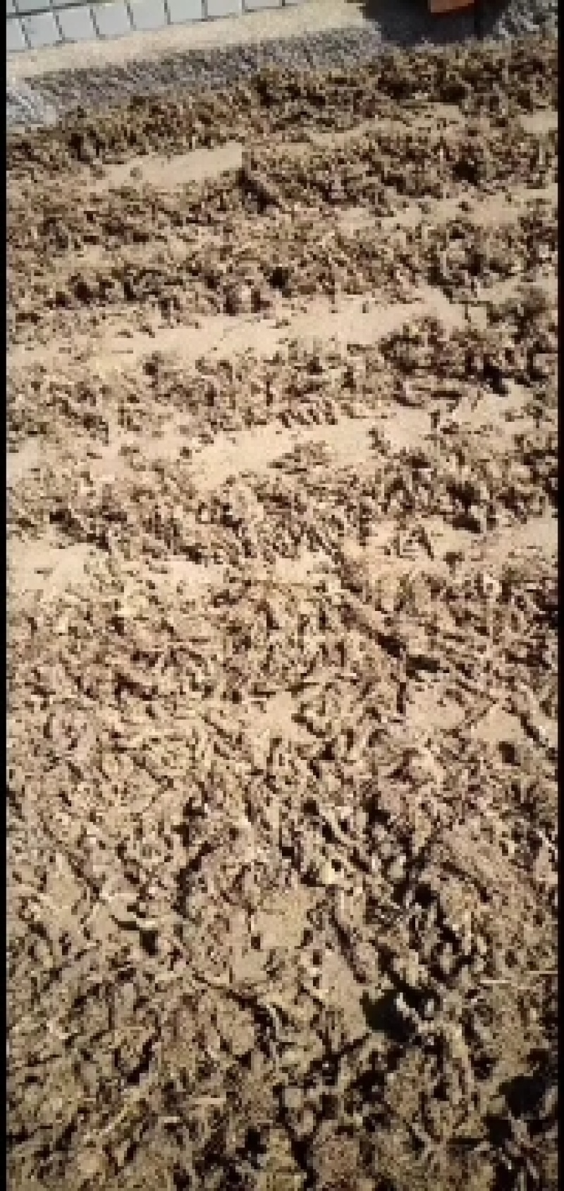 野生朱砂点苍术