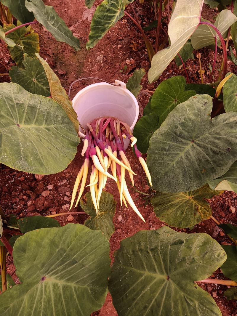 芋头花种子